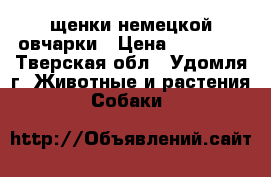 щенки немецкой овчарки › Цена ­ 15 000 - Тверская обл., Удомля г. Животные и растения » Собаки   